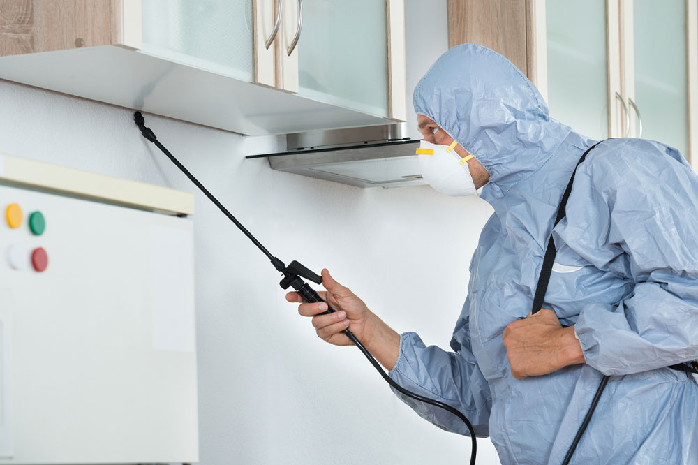 Pest control – Benefits and top companies